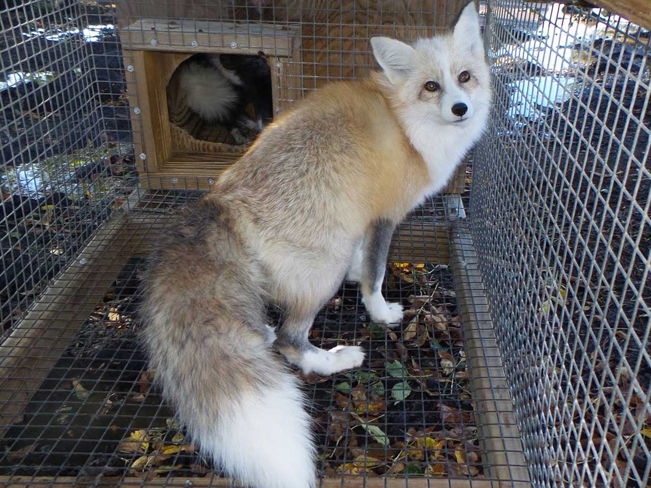 Fox Fur Colors | saveafox